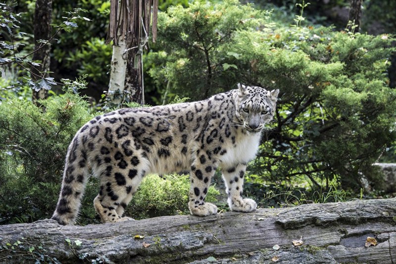 Ирбис и леопард