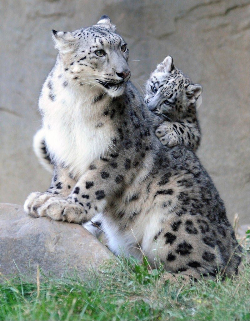 Горный Лев Ирбис