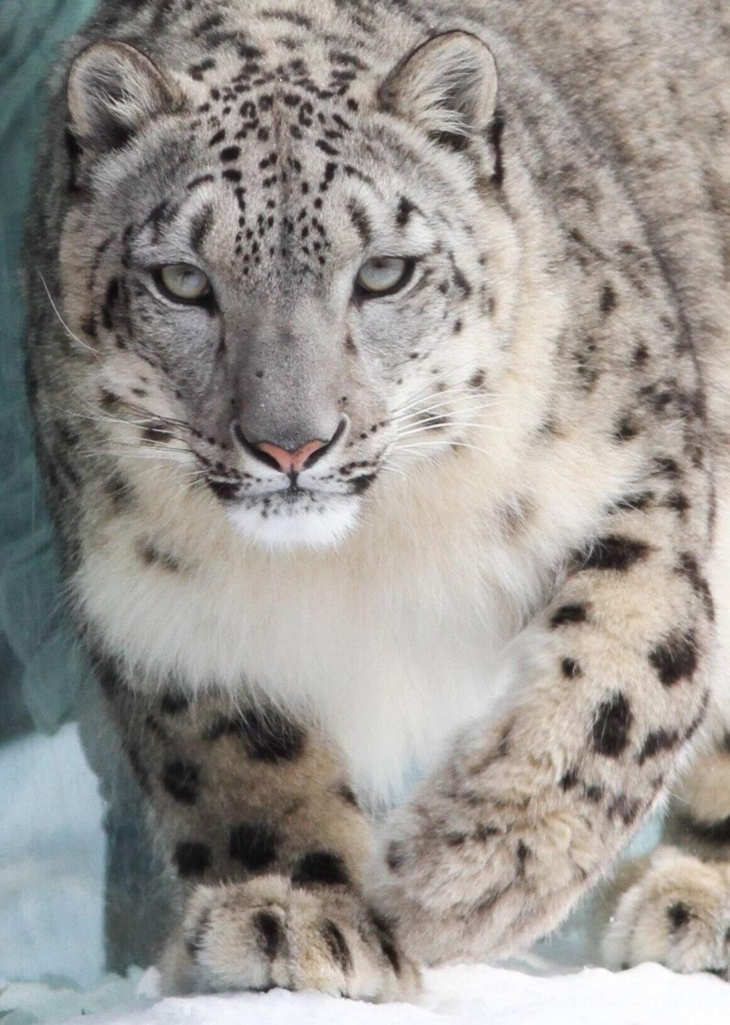Снежный Барс (Ирбис, снежный леопард)