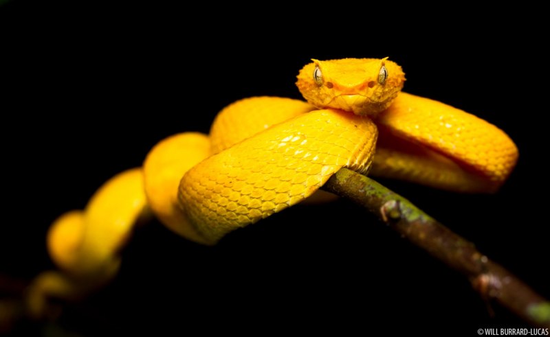 Желтая гадюка