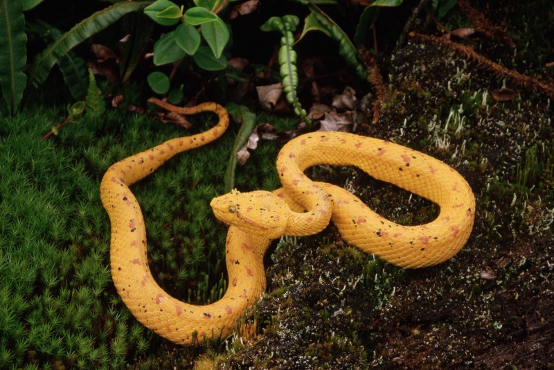 Желтые змеи