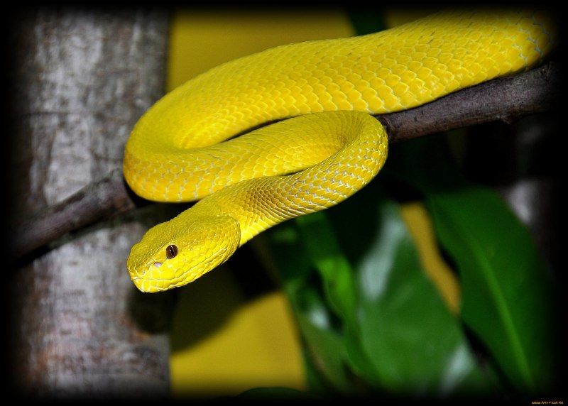 Полоз гадюка желтая