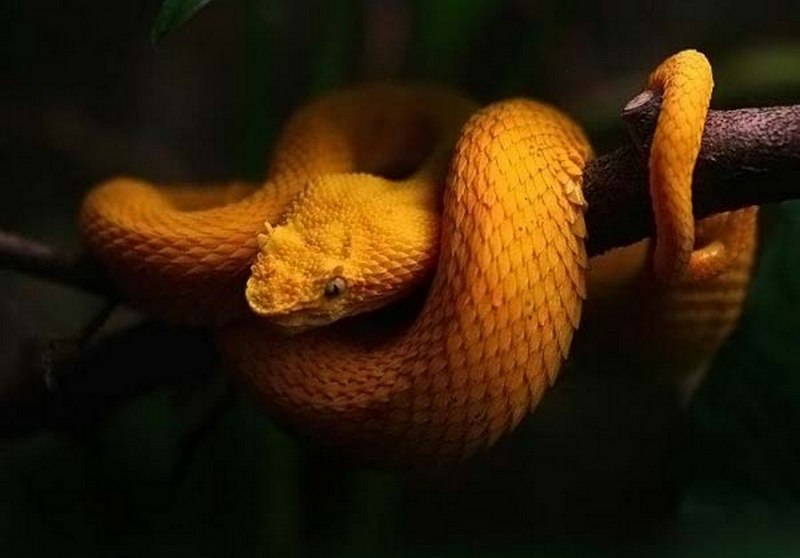 Желтые змеи