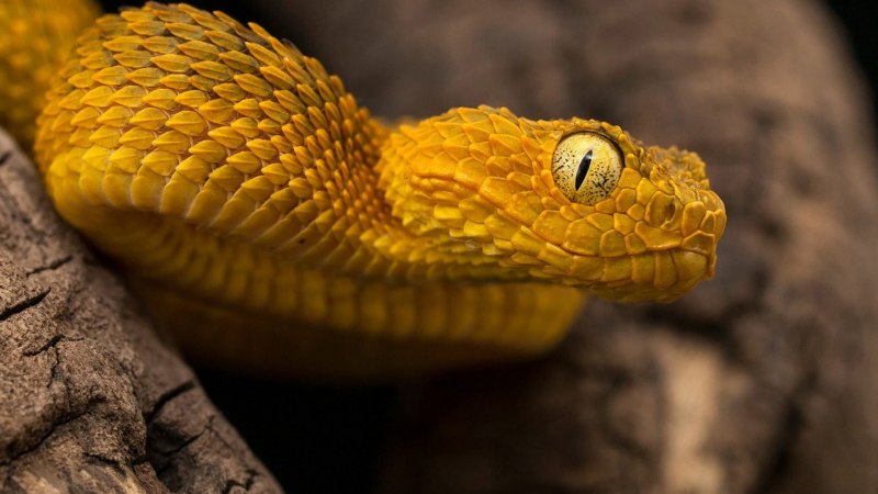 Eyelash Viper змея