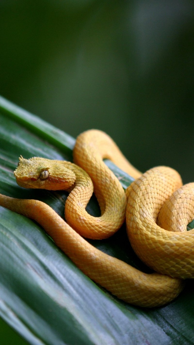 Желтая гадюка