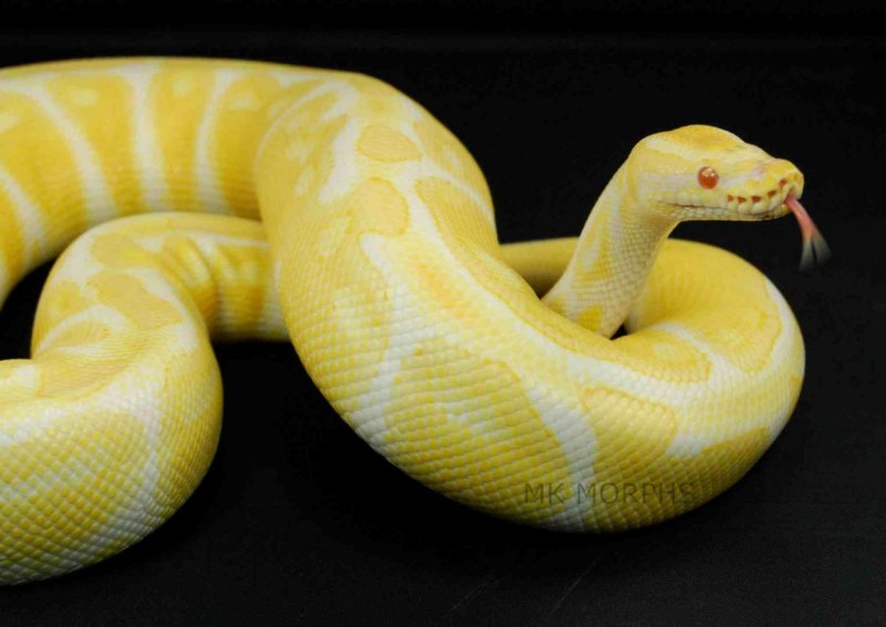 Полоз змея желтого цвета