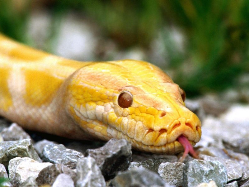 Кобра удав желтопузик уж