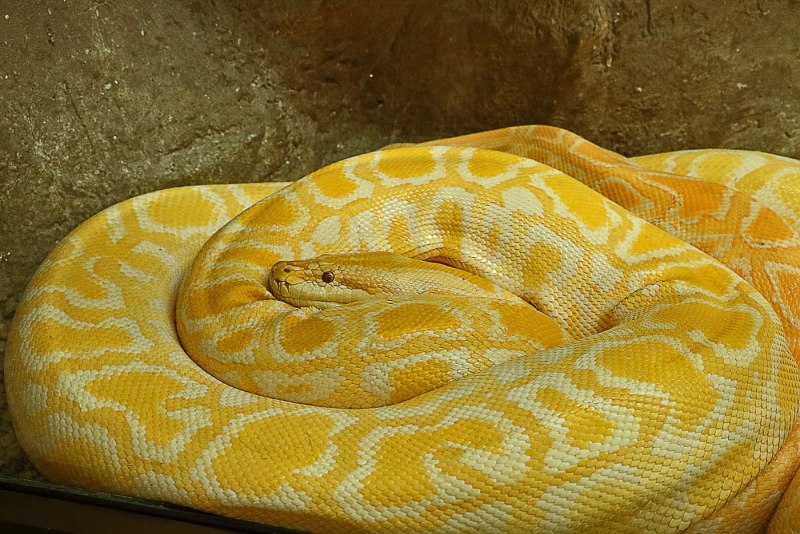 Желтые питоны змеи
