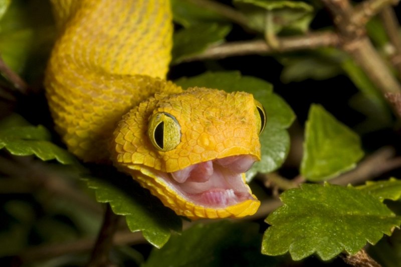 Змея Королевский желтый питон