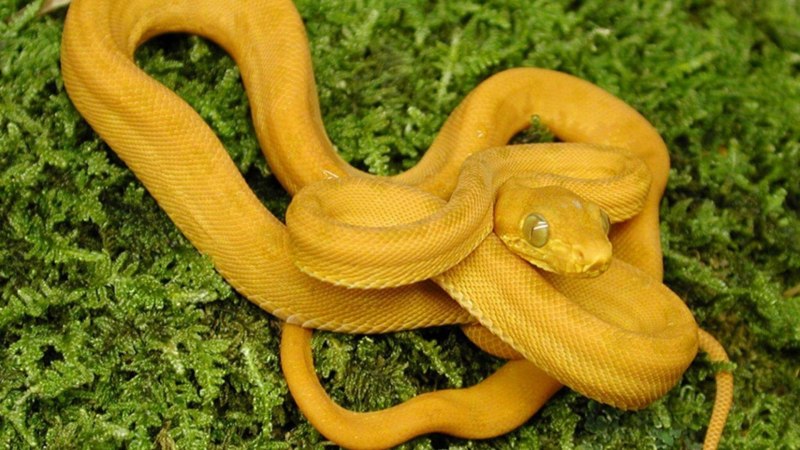 Желтый полоз змея