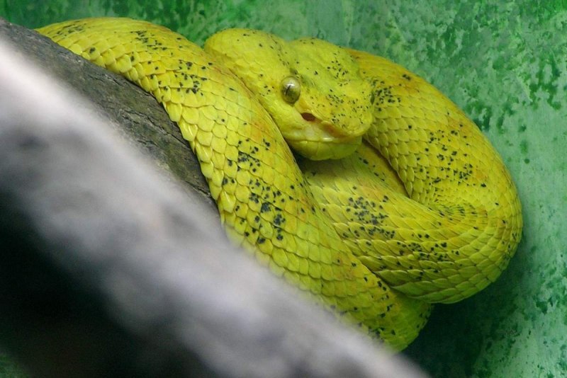 Ботропс Шлегеля