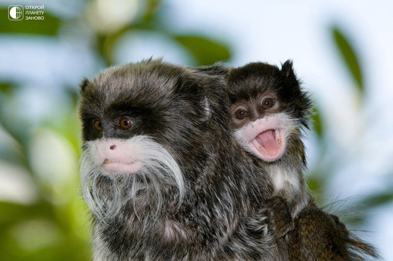 Обезьяна Императорский Тамарин