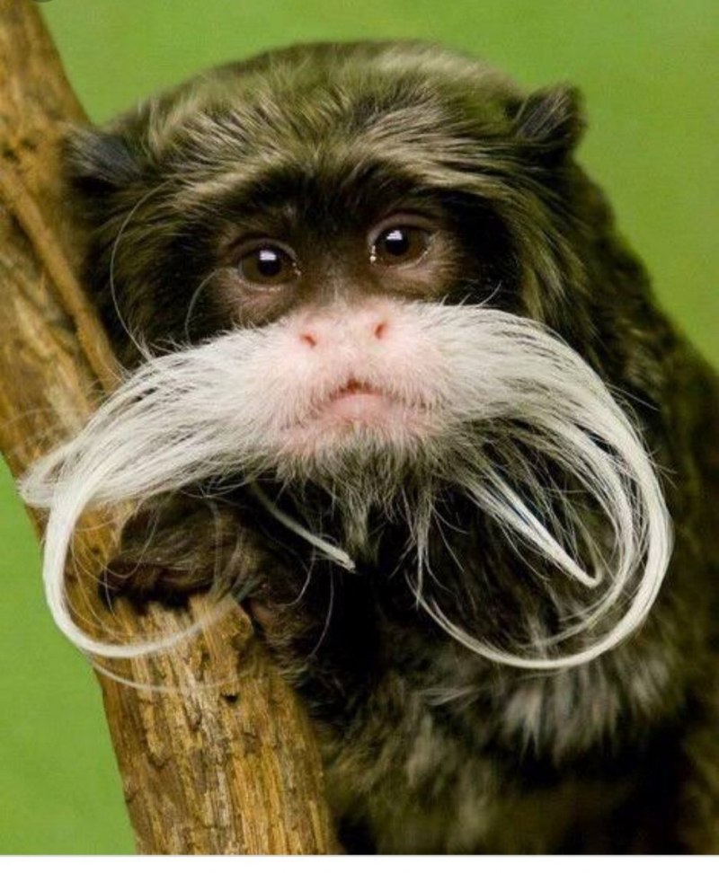 Императорский Тамарин усы