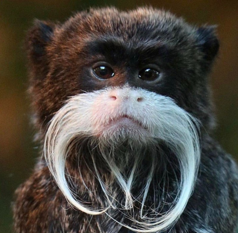 Обезьяна Императорский Тамарин