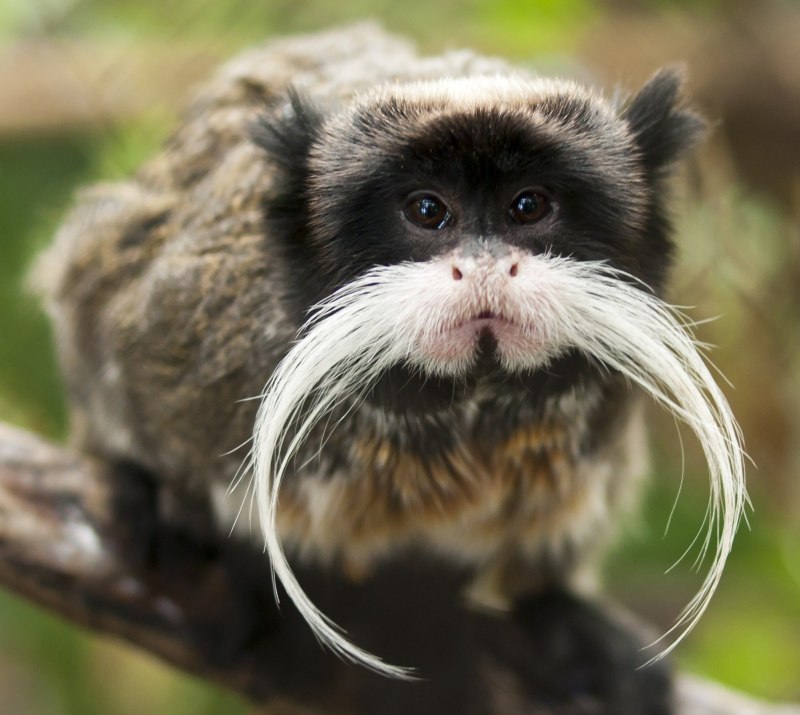Императорский Тамарин детеныш