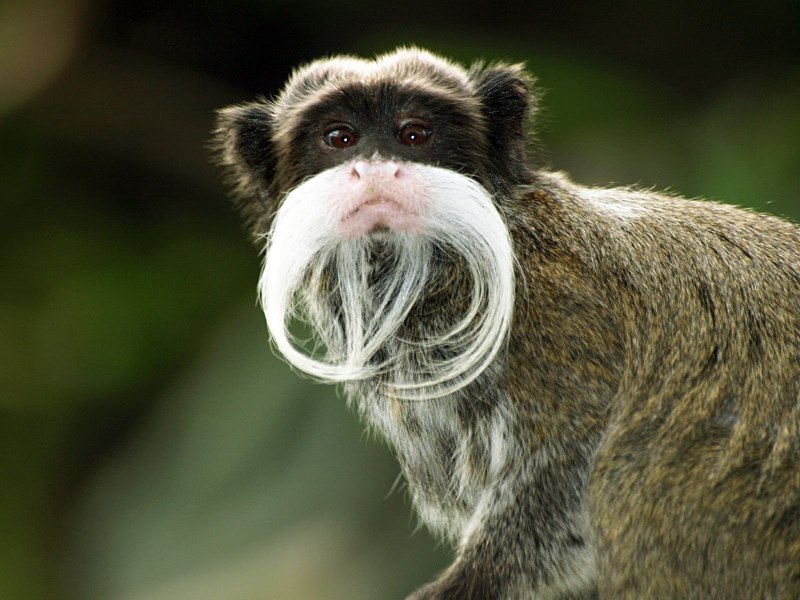 Бородатый Императорский Тамарин