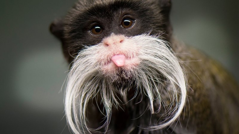 Бородатый Императорский Тамарин