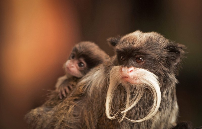 Обезьяна Императорский Тамарин