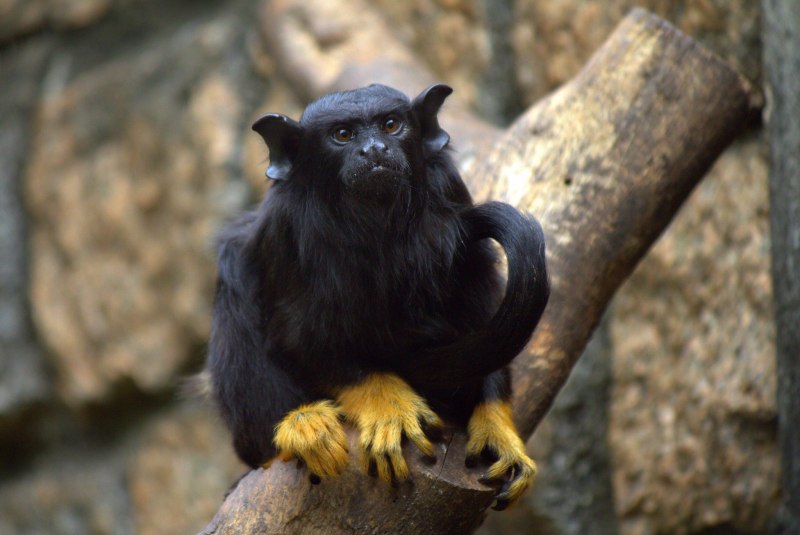 Муйдо мартышка