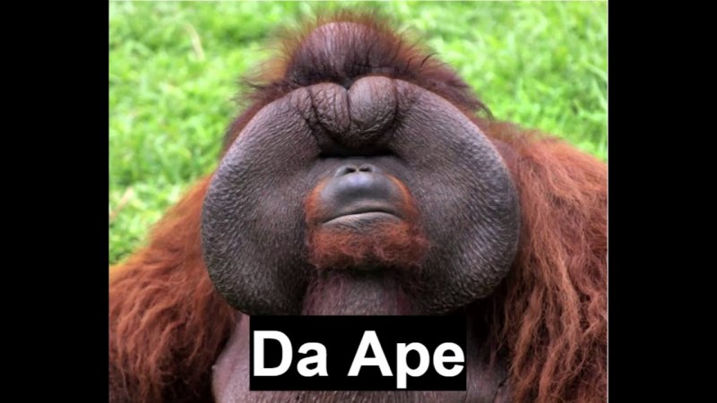 Cercopithecus kandti