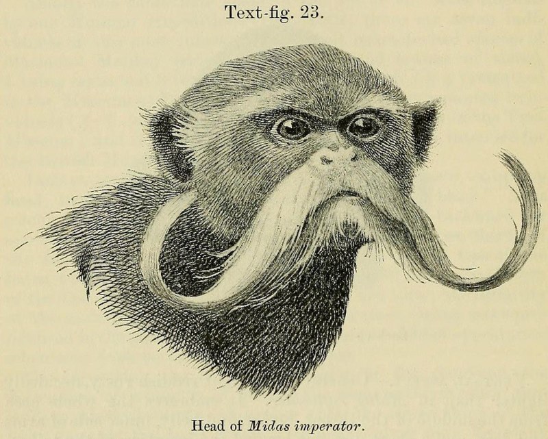 Бородатый Императорский Тамарин