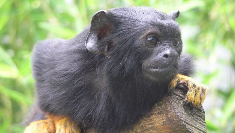 Тамарин Грин