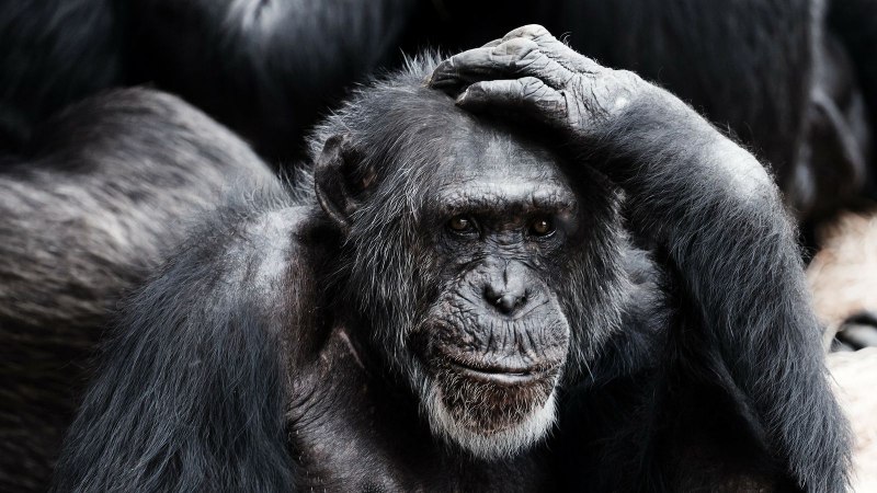 Хохлатый павиан