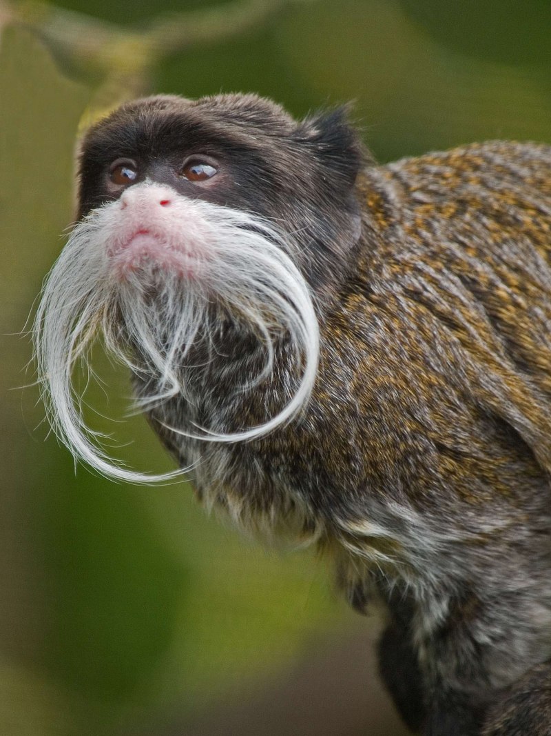 Пегий Тамарин