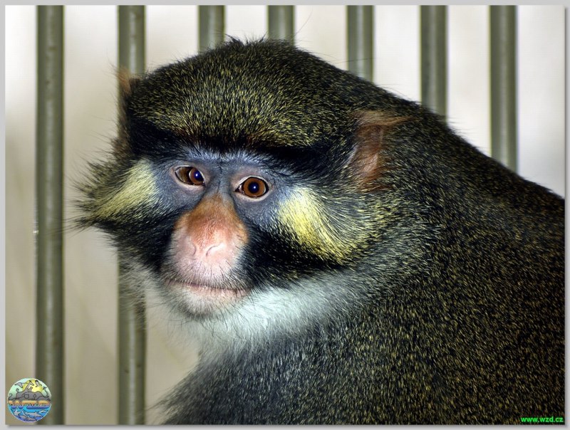 Бородатая обезьяна