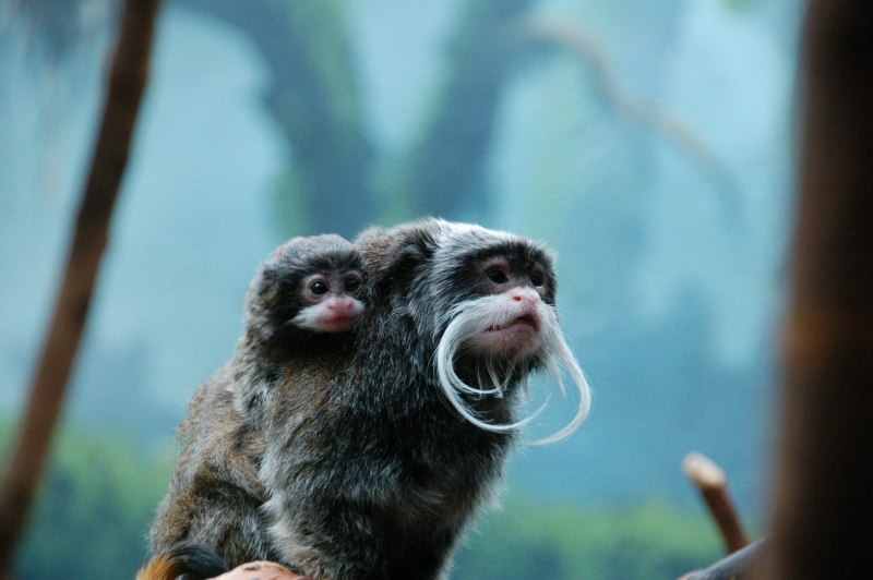 Обезьяна Императорский Тамарин