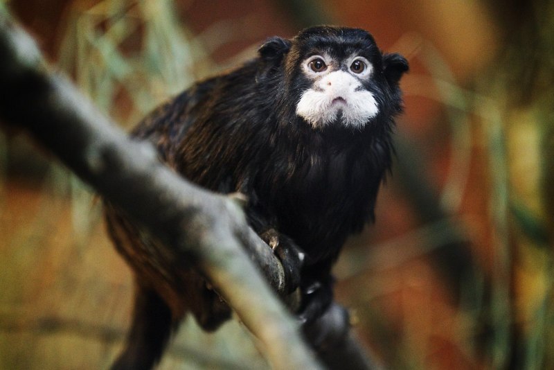 Обезьянка Императорский Тамарин