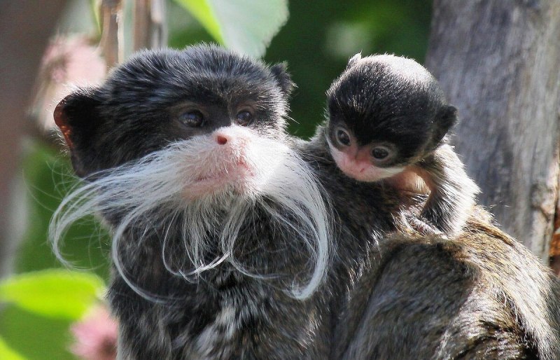 Императорский Тамарин усы