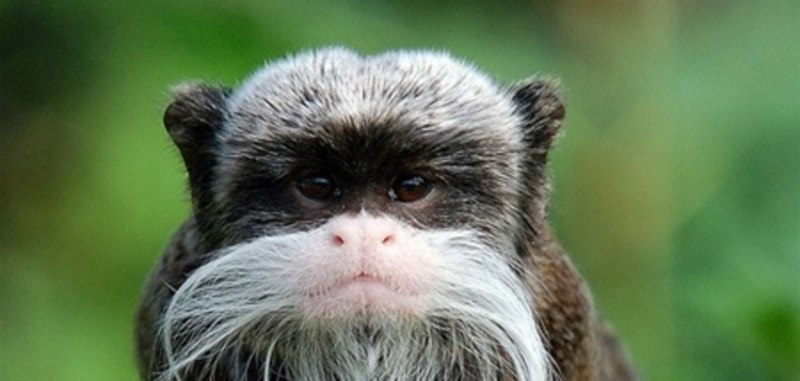 Обезьянка Императорский Тамарин