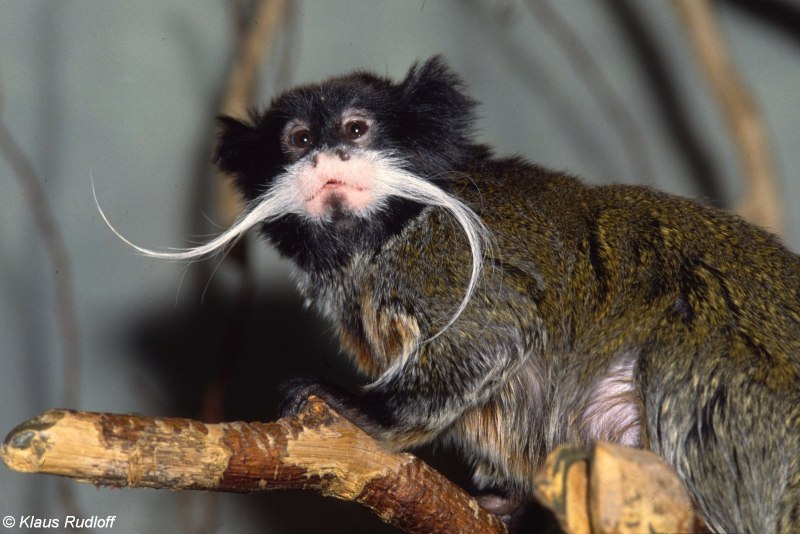 Emperor Tamarin Wilhelm