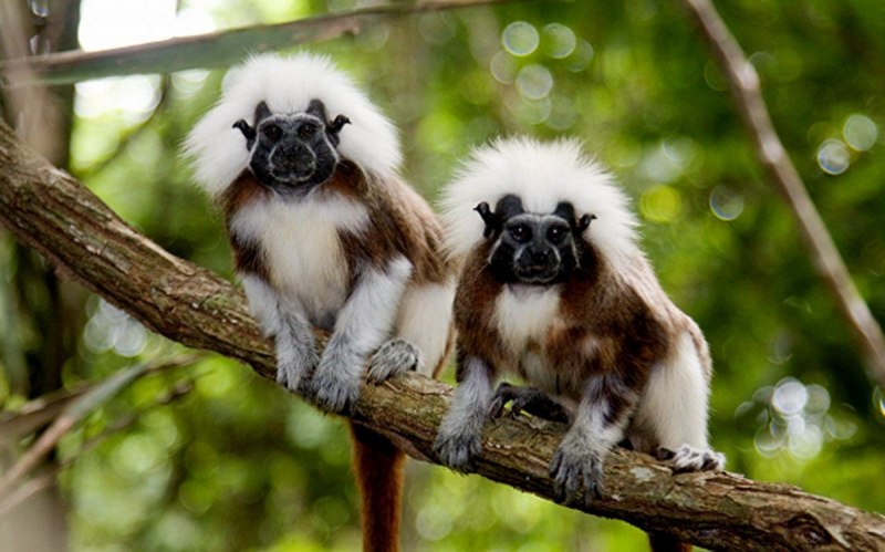 Павиан Фред