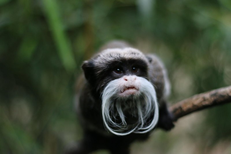 Императорский Тамарин малыш