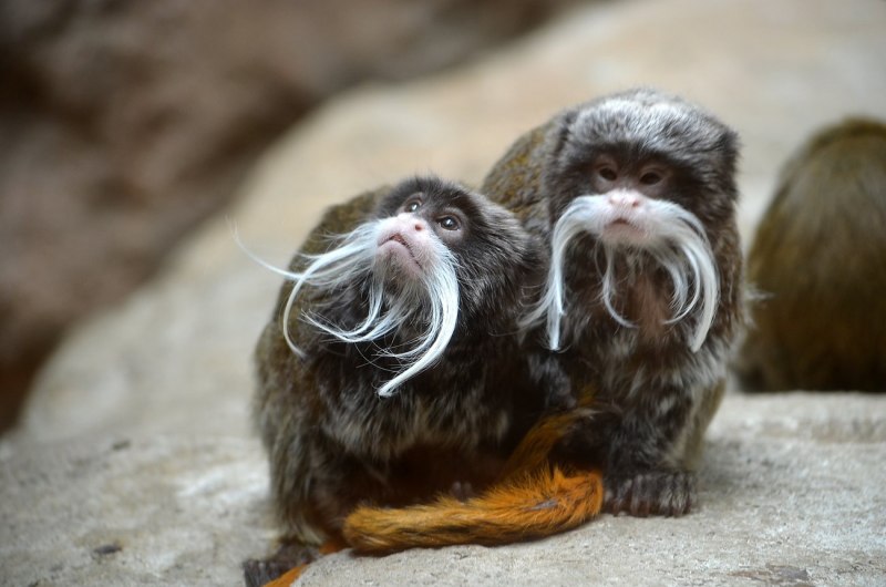 Королевский Тамарин