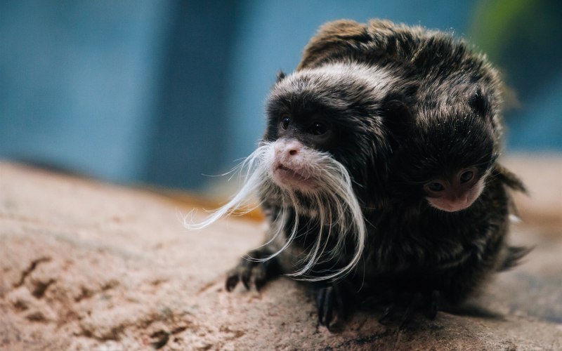 Бородатый Тамарин