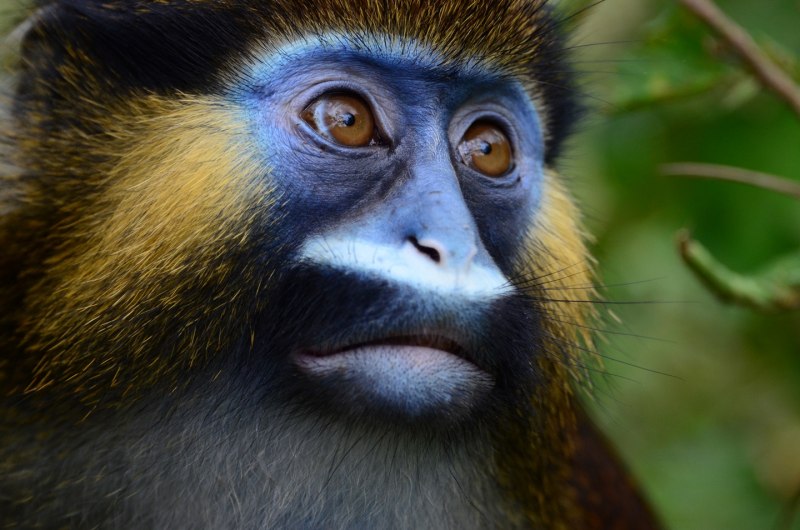 Голуболицая мартышка