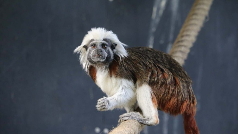 Тамарин обезьяна Краснорукий