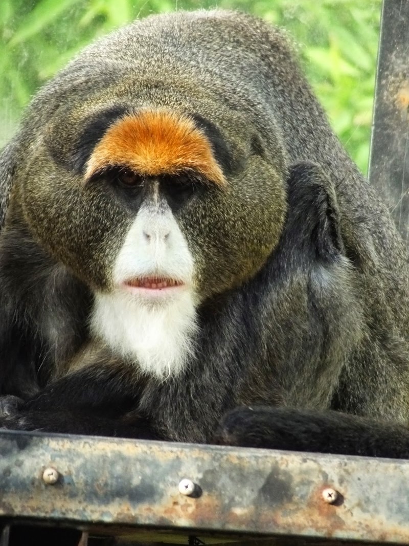 Арт обезьяна с бородой