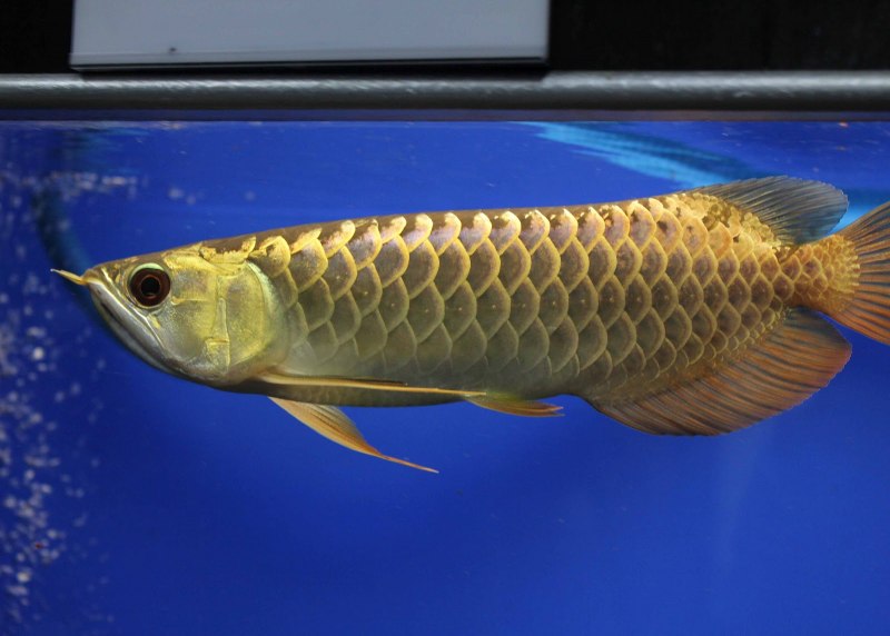 Аквариумные рыбки Аравана