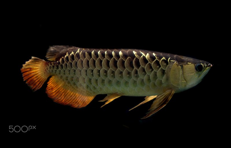 Арована Золотая краснохвостая