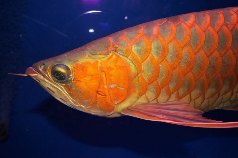 Красная азиатская Арована