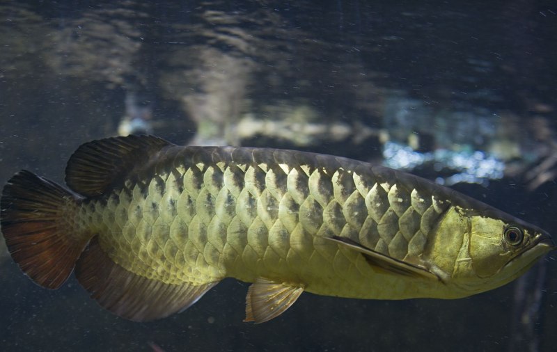 Арована Золотая краснохвостая