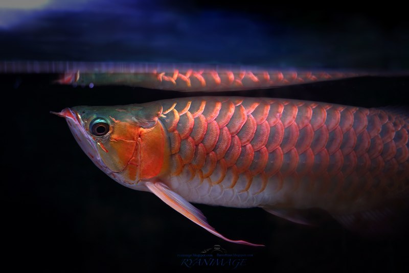 Арована гигантская