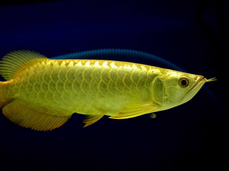 Аквариумная рыбка Арована