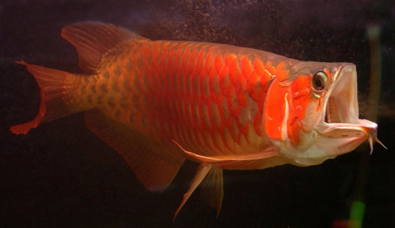 Арована азиатская зеленая