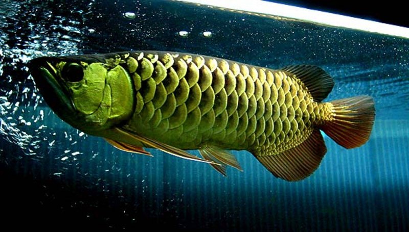 Золотой Кроссбэк Аравана