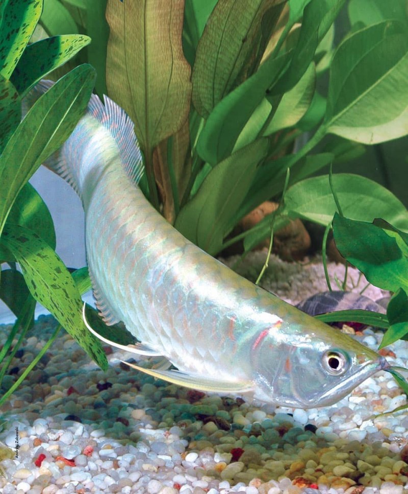 Рыба дракон Арована